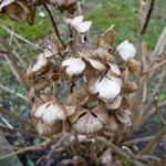 Hortensie im Frühjahr